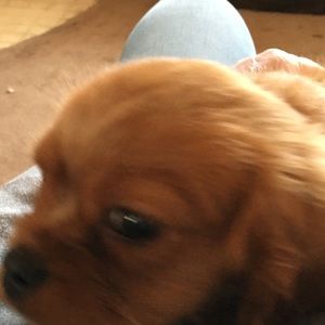 Meet your Posher, Laurie